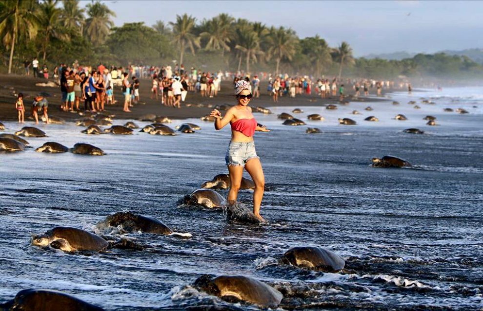 “Aquatica”: proteggi le tartarughe e l’ecosistema in Costa Rica - Scadenza 31 dicembre 2019